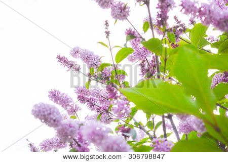 Lilac Shrub Flowers Blooming In Spring Garden. Common Lilac Syringa Vulgaris Bush Branches On White 