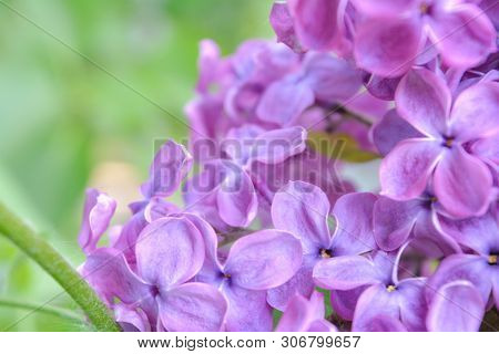 Lilac Shrub Flowers Blooming In Spring Garden. Common Lilac Syringa Vulgaris Bush. Close-up With Sof