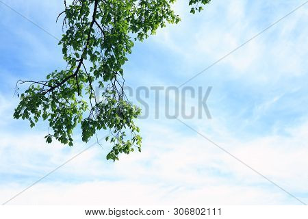 Nice Big Branch With Green Leaves Against Clouds