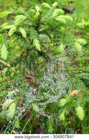 Twig Of A Plant With Spider Net In The Middle Of An Old Forest.