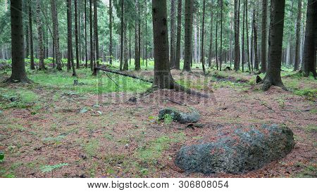 Old Forest With Trees And Green Plants.