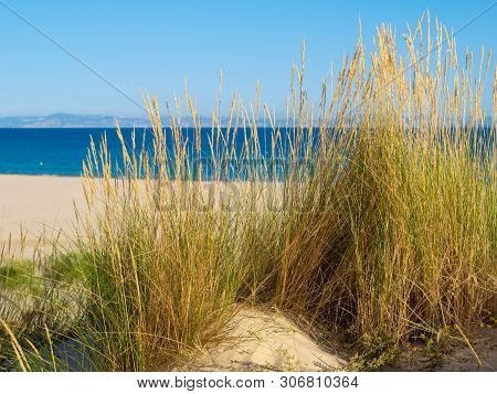 Dune With Beachgrass In Tarifa, Costa De La Luz, Spain, Europe