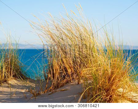 Dune With Beachgrass In Tarifa, Costa De La Luz, Spain, Europe