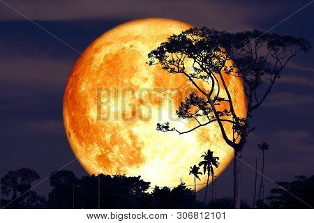 Super Buck Moon On Night Red Sky Back Silhouette Tree