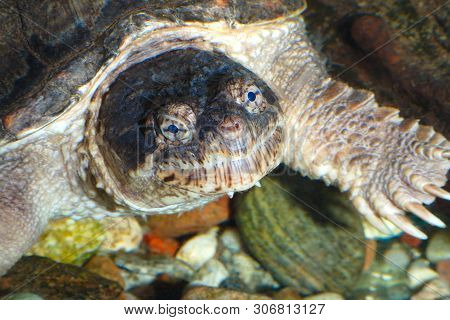 Turtle Head Marine Reptile Giant Monster Eye