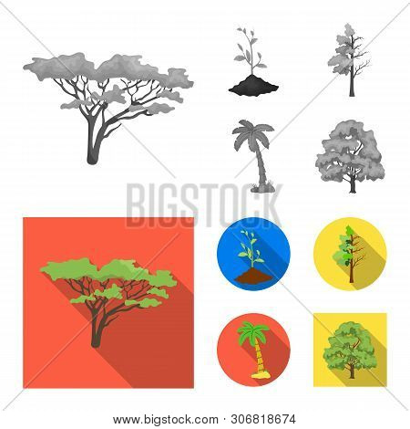Vector Illustration Of Tree And Forest Icon. Set Of Tree And Green Vector Icon For Stock.
