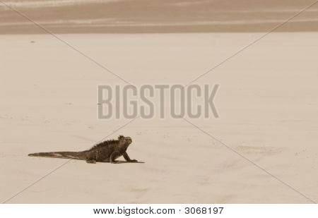 Beach deniz Iguana