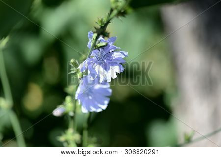 Blue Flowers Of Chicory On A Summer Meadow Close Up