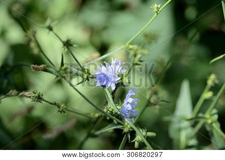 Blue Flowers Of Chicory On A Summer Meadow Close Up