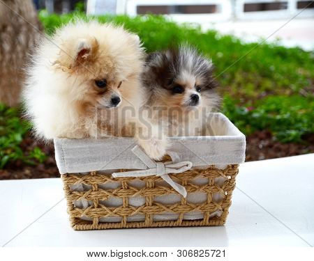 Cute Fluffy Pomeranian Spitz Puppies Sitting  In A Basket On A Walk In The Park.dog Breeds Concept.s