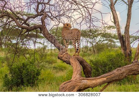 Cheetah Perched On A Dead Tree In Samburu Park In Central Kenya