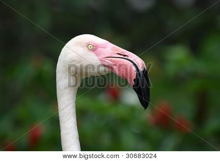 Flamingos in Zoo travel of Asia