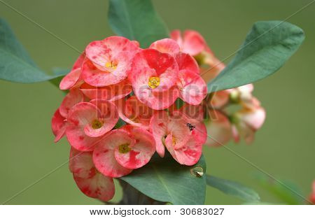 Euphorbia Milii