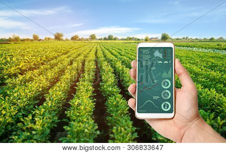 A Hand Is Holding A Smartphone With Infographics On The Background Of A Potato Plantation. Innovativ