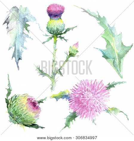 Pink Thistle Floral Botanical Flowers. Watercolor Background Illustration Set. Isolated Thistle Illu