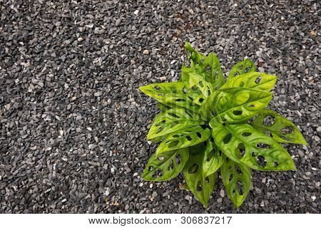 Green Leaf Of Fern Plant In The Pot On The Pebble Ground. Fern Is Used For Decorate Home, Garden, Pa