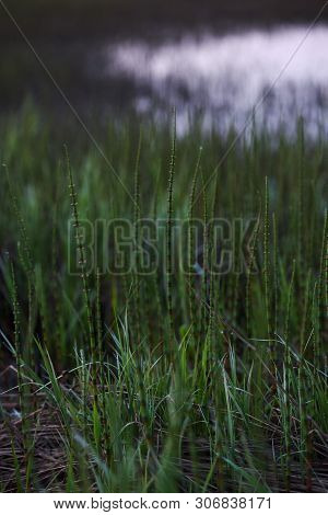 Horsetail.