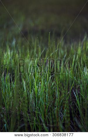 Horsetail.