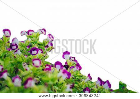 The  Floral Puple Color At Beautiful On Outdoor