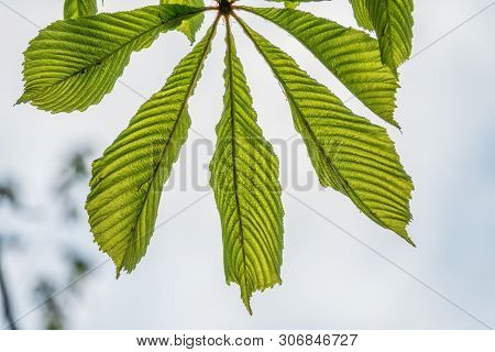 Green Chestnut Leaves Lie Like A Fan On The Background Of A Bright Sky.