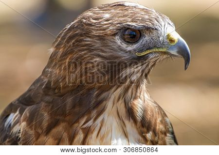 raptor eagle, diurnal bird of prey with beautiful plumage and yellow beak