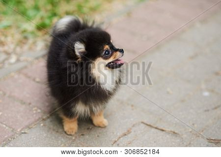 Dark Cute Puppy Spitz On The Street. For All Purposes
