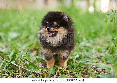 Dark Cute Puppy Spitz On The Street. For All Purposes