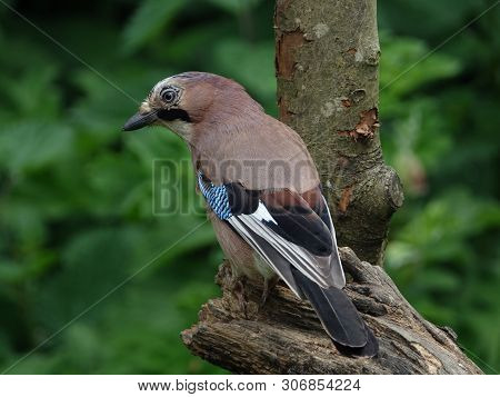 Jay (garrulus Glandarius) Perched On Old Stump In Woodland