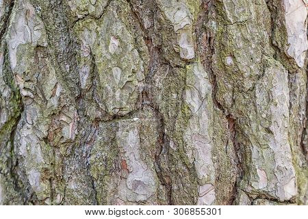 Brown Wood Tree Bark Endless Texture Photography. Textured Wooden Background. Rough Surface Pattern.