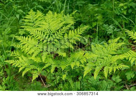 Beautyful Ferns Leaves Green Foliage Natural Floral Fern Background In Sunlight