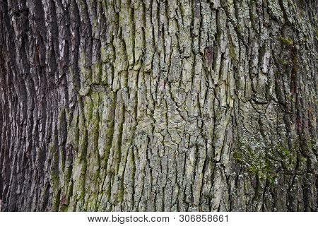 Natural Grunge Background Of Wood Bark Texture In Shades Of Grey And Green. Rough Cracked Texture Of