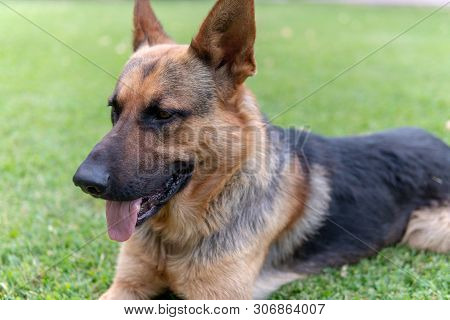 Sherman Shepherd Dog