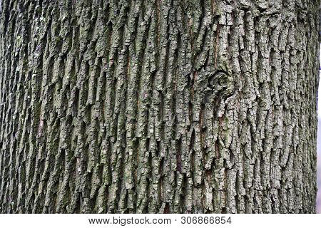 Monochrome Green Gray Color Textured Background Of Wrinkled Wood Bark Surface. Rough Texture Of Old 
