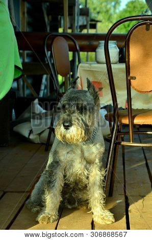 Riesen Schnauzer Dog Close Up Sitting In The Cottage Interior
