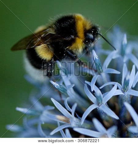 Funny Beautiful Bee Collects Nectar On A Blue Flower Growing In A Summer Garden Or In A Field