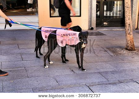 Madrid, Spain- June 14, 2019: Young Volunteers Collaborating For The Adoption Of Abandoned Dogs In T