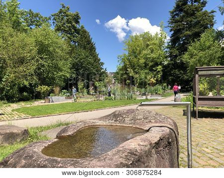 Botanical Garden Zurich Or Botanischer Garten Zuerich, Switzerland