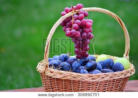 Branch Of Red Grapes Close Up. Vinemaking.