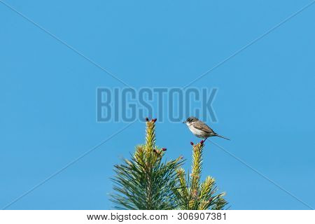 A Lesser Whitethroat (sylvia Curruca) Sitting On Top Of A Tree, Sunny Day In Spring, Blue Sky