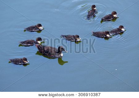 Duck family.Duck and ducklings on the pond. Eastern Europe