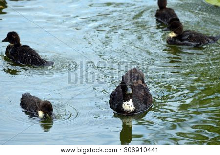 Duck family.Duck and ducklings on the pond. Eastern Europe