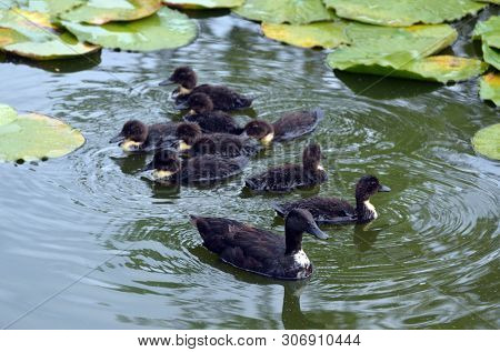 Duck family.Duck and ducklings on the pond. Eastern Europe