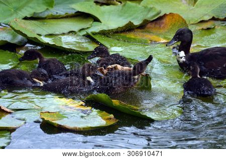 Duck family.Duck and ducklings on the pond. Eastern Europe