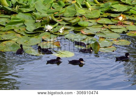 Duck family.Duck and ducklings on the pond. Eastern Europe