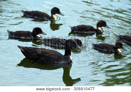Duck family.Duck and ducklings on the pond. Eastern Europe
