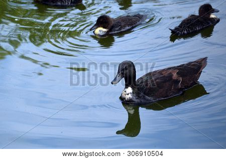 Duck family.Duck and ducklings on the pond. Eastern Europe