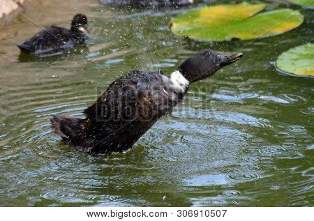 Duck family.Duck and ducklings on the pond. Eastern Europe