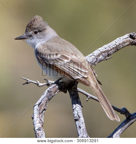An Ash-throated Flycatcher (myiarchus Cinerascens) Perches On A Branch In The Arizona Desert