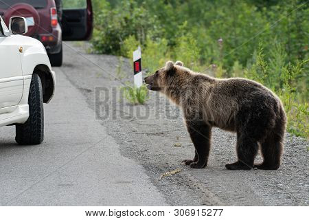 Wild Young Terrible And Hungry Far Eastern Brown Bear (kamchatka Brown Bear) Walking On Road And Beg
