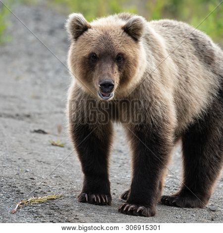 Portrait Of Terrible Hungry Kamchatka Brown Bear (ursus Arctos Piscator) Standing, Heavily Breathing